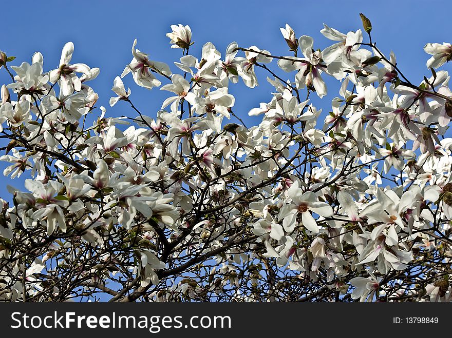 White flowers of magnolia