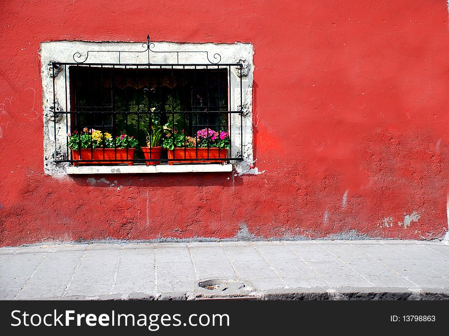 Window with plants and flowers