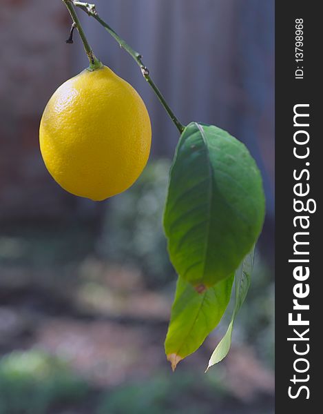 View of lemon hanging on a lemon tree