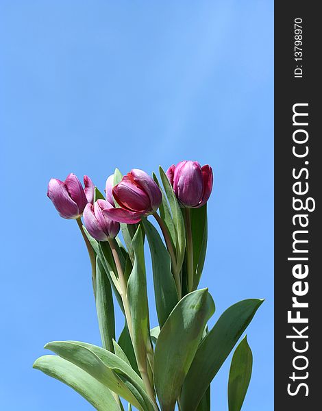 Some Spring tulips with blue sky