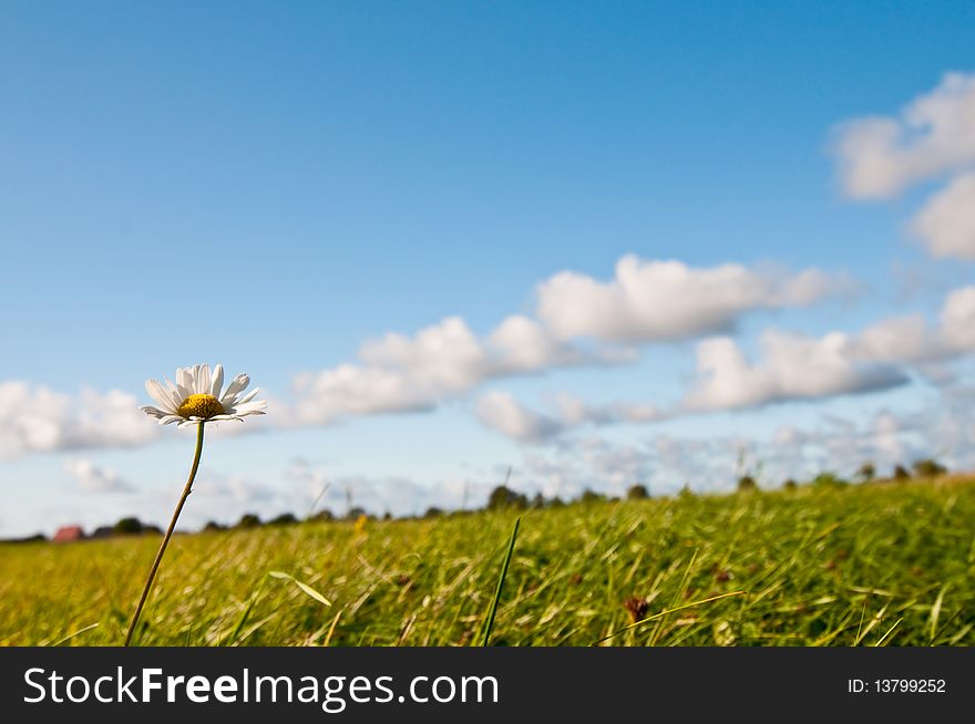 Camomile and blue sky