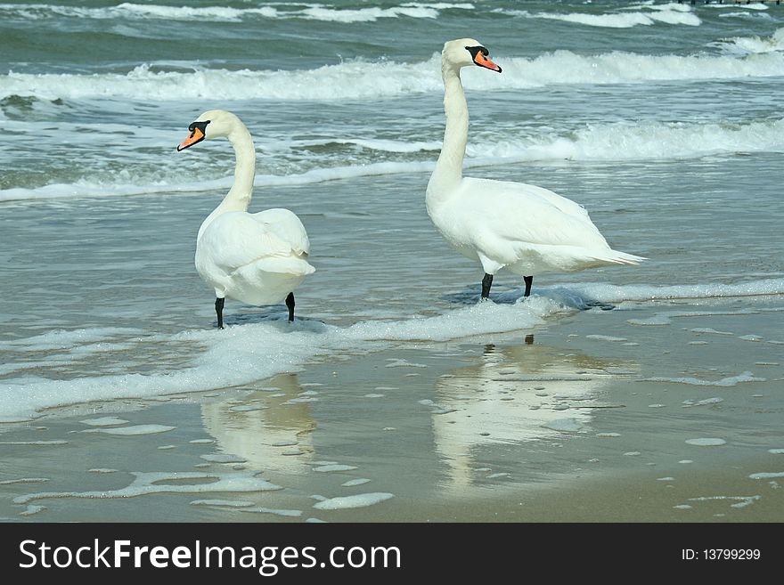 Two swans walking on the beach one sunny winter day. Two swans walking on the beach one sunny winter day