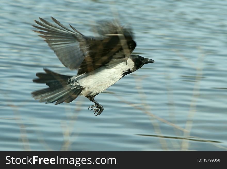 Raven flying near water and grass. Raven flying near water and grass