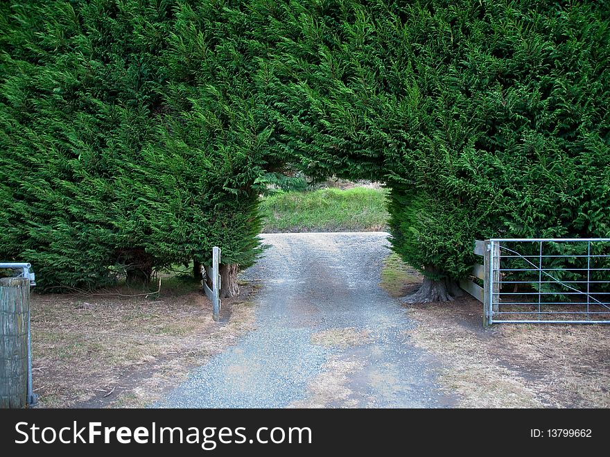 Cypress hedge over driveway onto farm. Cypress hedge over driveway onto farm