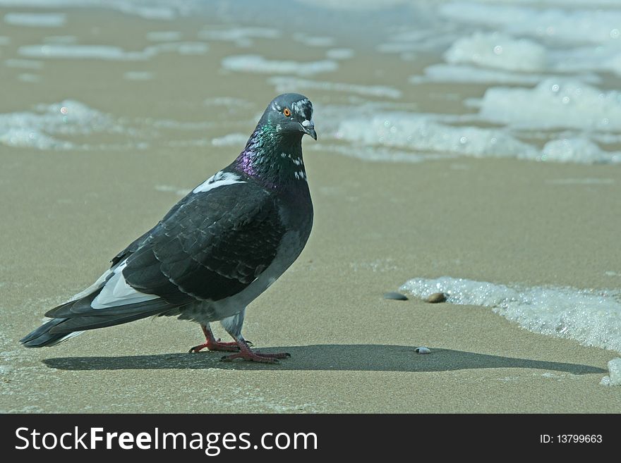 Pigeon On The Sand