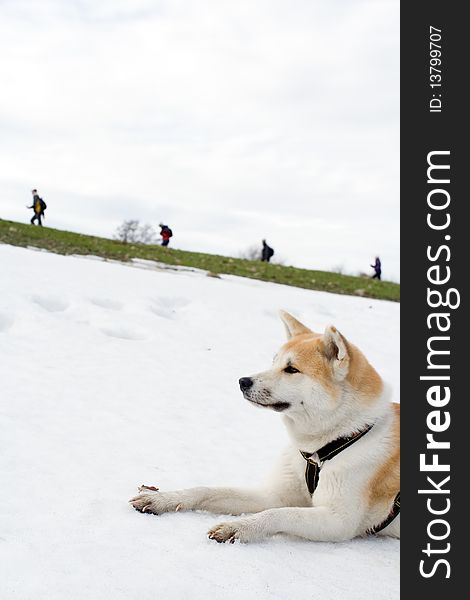 Akita dog on snow looking at hiking people on early spring in mountains