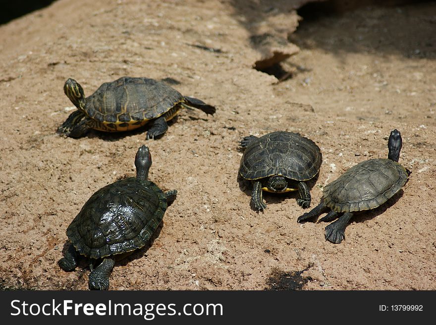 Turtles out getting some sun in the desert of Arizona on a rock. Turtles out getting some sun in the desert of Arizona on a rock