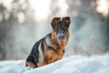 Red German Shepard Puppy Winter Portrait Stock Image