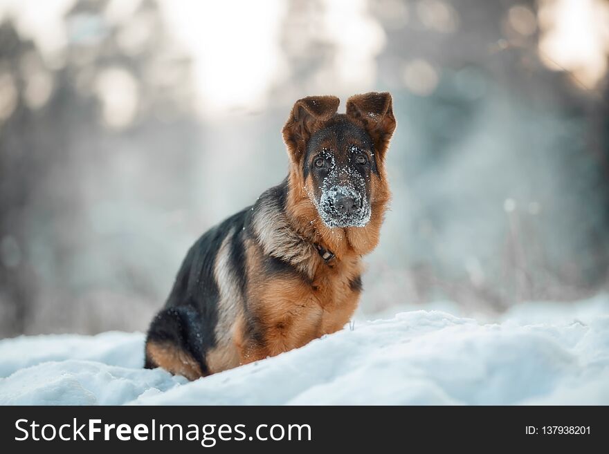 Red cute german shepard 4-th months puppy portrait at snow at the winter. Red cute german shepard 4-th months puppy portrait at snow at the winter.