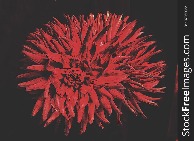 This photo was taken with the Canon 100 EOS. The photo shows a red flower on a black background. This photo was taken with the Canon 100 EOS. The photo shows a red flower on a black background.