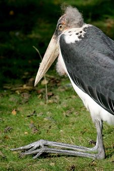 An Old, Resting Marabou Stork Royalty Free Stock Image