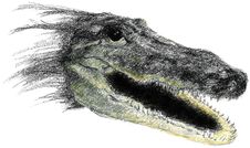 Alligator Royalty Free Stock Photos Alligator Royalty Free Stock Photos
