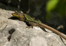 Lizard At The Rock Royalty Free Stock Photo