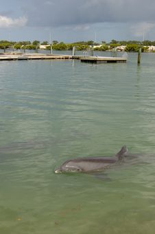 Bottlenose Dolphin 1 Stock Image Bottlenose Dolphin 1 Stock Image