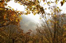 Autumn Forest Stock Image Autumn Forest Stock Image