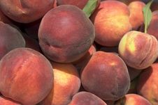 Fresh Picked Peaches Royalty Free Stock Image Fresh Picked Peaches Royalty Free Stock Image