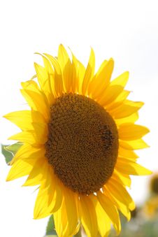 Sunflowers Stock Photography Sunflowers Stock Photography