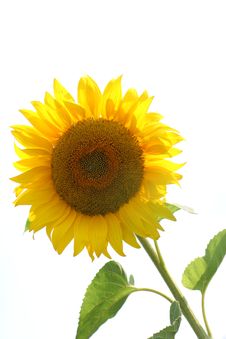 Sunflowers Stock Images Sunflowers Stock Images
