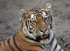 Beautiful Tiger Royalty Free Stock Image