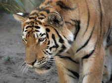 Beautiful Tiger Stock Photo