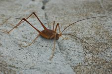 Cave Weta Royalty Free Stock Photography Cave Weta Royalty Free Stock Photography