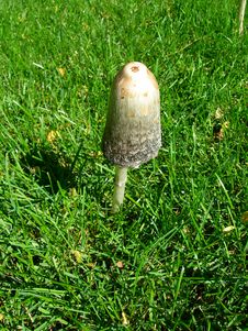 Mushroom In Grass Sunny Close-up Stock Photo