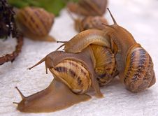 Tree Snails After Rain Royalty Free Stock Images