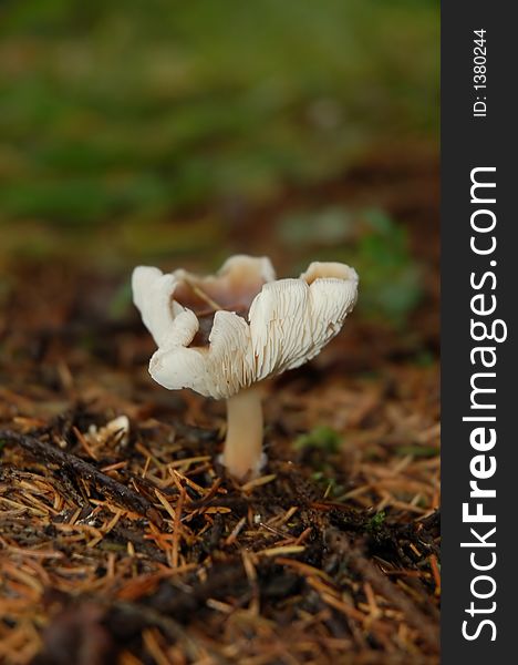 Mushroom in the autumnal forest