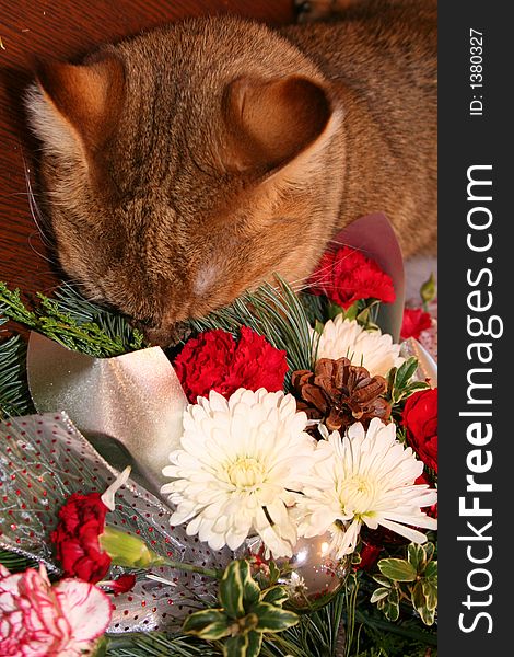 Cat with head buried in flower arrangement. Cat with head buried in flower arrangement