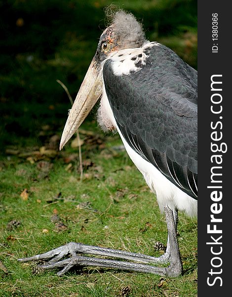 An old, resting marabou stork