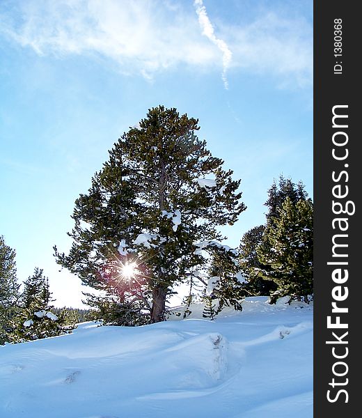 Bright image of Colorado winter landscape with tree and sun. Bright image of Colorado winter landscape with tree and sun