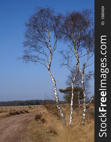 Birchtrees on the moor with a blue sky. Birchtrees on the moor with a blue sky