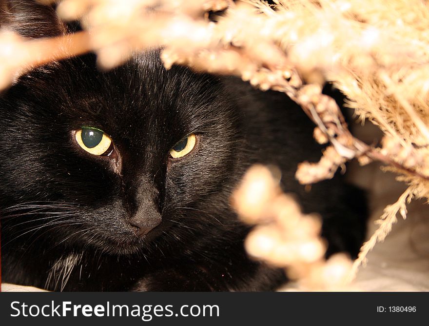 Black cat with native-grasses.
