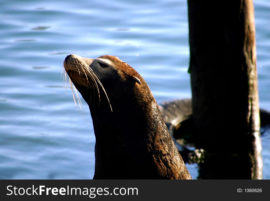 This seal resides at the infamous Pier 39 on the San Francisco warf. This seal resides at the infamous Pier 39 on the San Francisco warf