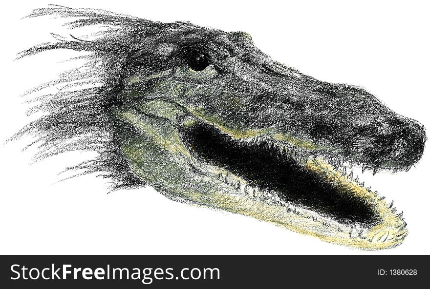 Illustration of an alligator head. Isolated on a white background.
