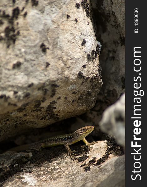 Lizard under stone. The Crimea mountains. Spring.