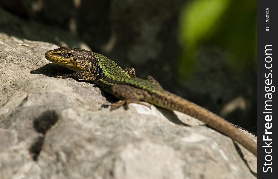 Lizard at the rock. The Crimea mountains. Spring.