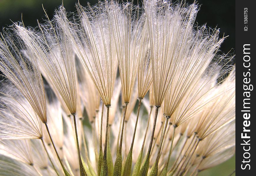 A dandelion with many seeds. A dandelion with many seeds