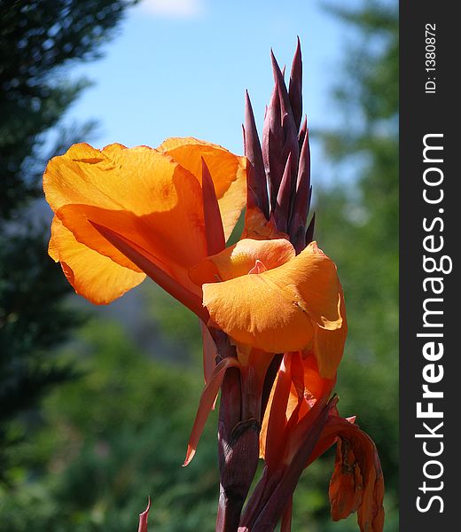 Flower, orange, still life, macro, sunny. Flower, orange, still life, macro, sunny