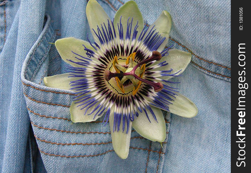A passion flower in a blue jeans pocket. A passion flower in a blue jeans pocket