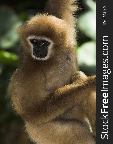White-handed Gibbon - hylobates lar