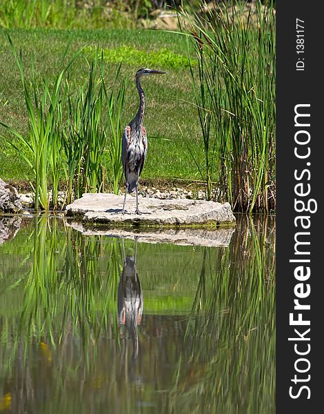 Great Blue Heron standing on a flat rock next to a pond with its reflection in the water