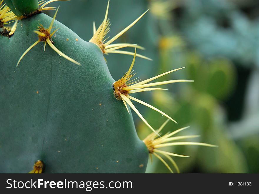 Green cactus with yellow spines all over. Green cactus with yellow spines all over.