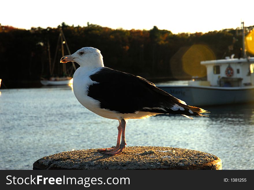 A seagull, close up, backlit by the sun. A seagull, close up, backlit by the sun.