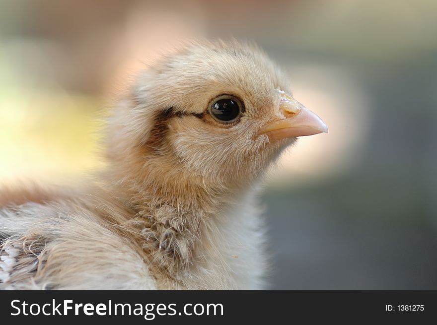 Portrait of a newly born chicken