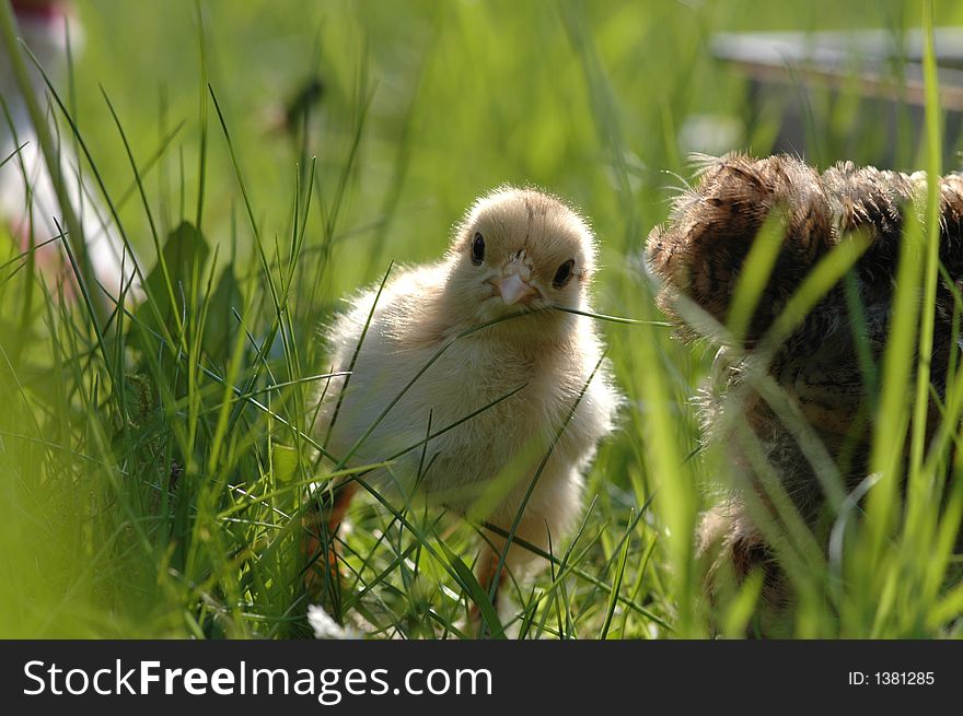 A newly born chicken on field