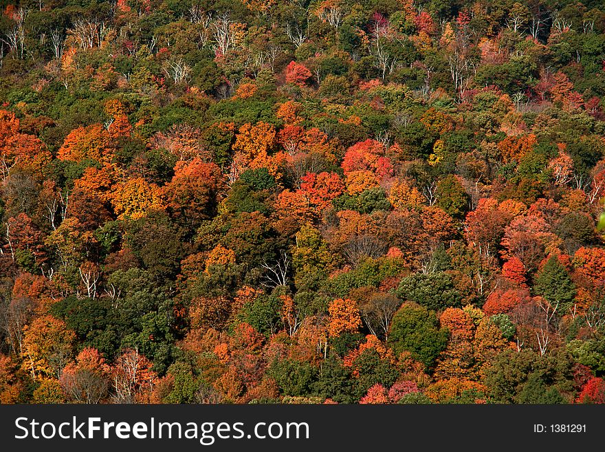 Trees in fall colors in the Hudson Valley. Trees in fall colors in the Hudson Valley