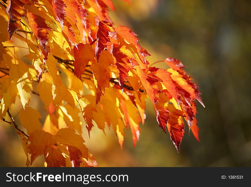 Colorful sunlit fall tree branch. Colorful sunlit fall tree branch