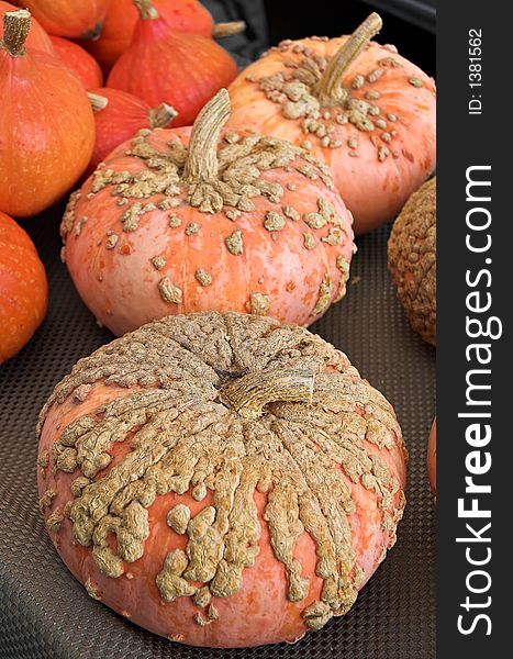 French pumpkin variety (Galeux d'Eysines)