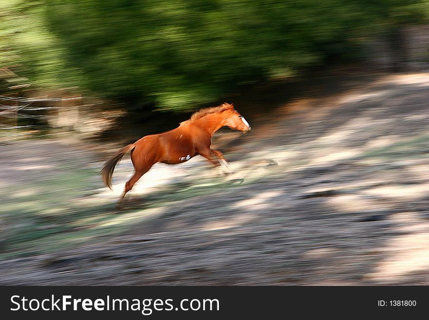 Flame red sorrel filly on hilltop in winter. Flame red sorrel filly on hilltop in winter